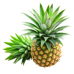 Fototapeta premium Pineapple leaves isolated on transparent background.