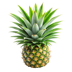 Pineapple leaves isolated on transparent background.