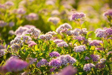 Blooming pink spirea bush in the rays of morning sun