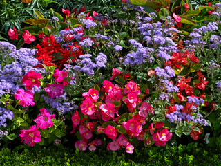 Fototapeta premium A close up details of Ageratum and Begonias