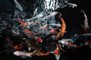 A group of colorful koi fish are swimming in a pond with a black background