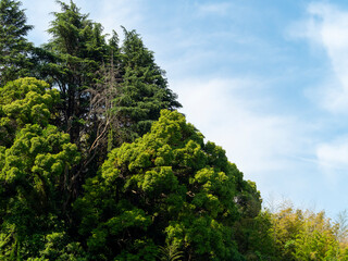 新緑の木々に覆われた高尾山の風景