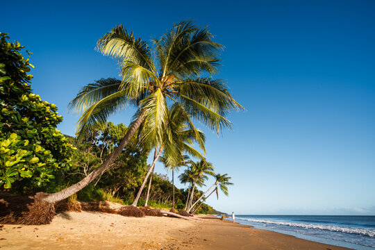 Ellis beach with palm trees, Cairns, Queensland, Australia