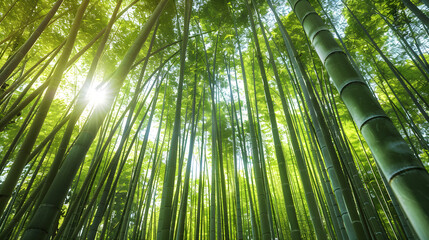 Lush bamboo forest illuminated by soft sunlight, creating a serene and peaceful atmosphere.