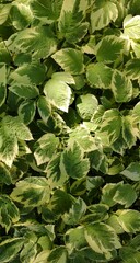 Floral background. Natural texture of a plant with green leaves. Vertical photo. 