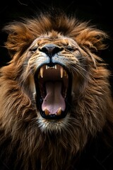 Fototapeta premium An angry lion with an open mouth. expression of anger. Portrait of a big male lion with open mouth on a dark background.