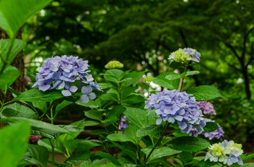 青と紫の紫陽花が咲く森