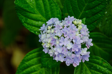 新緑の中に咲く紫の紫陽花