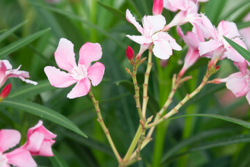 Pink flowers with green leaves
