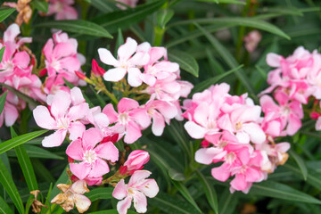A bunch of pink flowers with green leaves