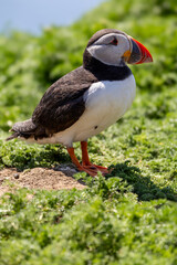 Close up of an arctic puffin 