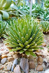 Fototapeta premium Agave victoriae-reginae, the Queen Victoria agave or royal agave,
