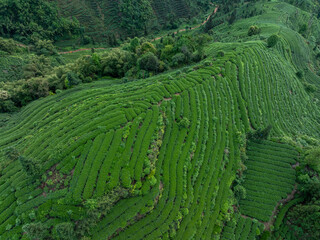 Aerial view of tea terrace landscape in China © lzf
