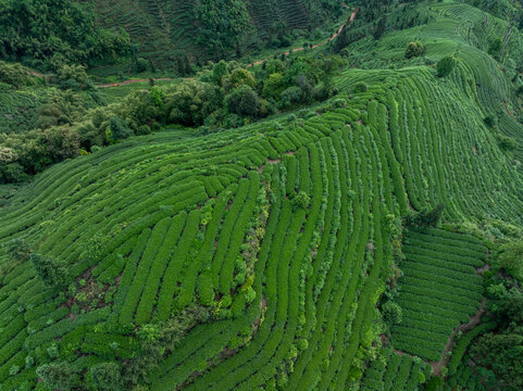 Aerial view of tea terrace landscape in China