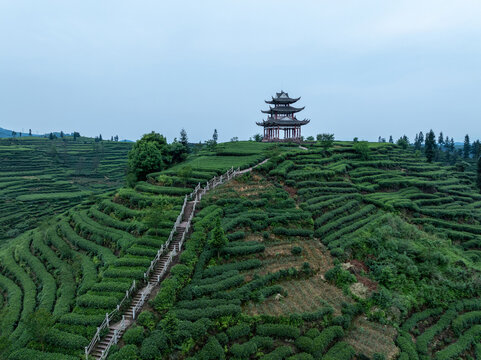 Aerial view of tea terrace landscape in China