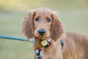 犬 © Miki