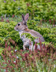 A bunny rabbit standing on its two feet looking up over the small plants and trees 