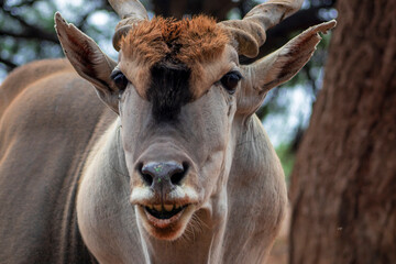 Common eland or Eland antelope, bull on the savannah of the Etosha national  park, Namibia