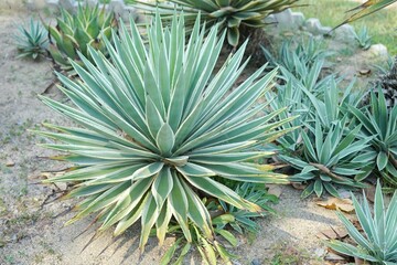 Agave angustifolia 'Marginata' (Caribbean Agave)