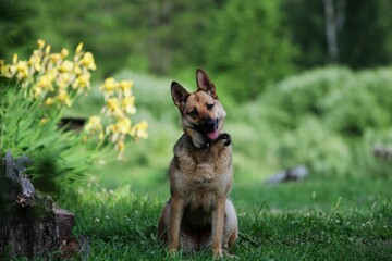 a sitting wolf dog tilting its head to one side next to yellow flowers