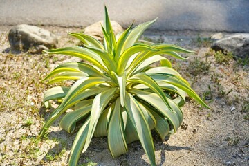 Variegated Smooth Agave