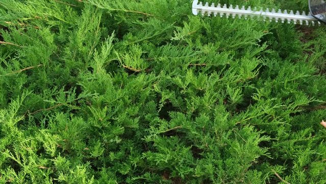Juniper Trimming and Garden Landscape Design. Gardener pruning the branches of brush with electric brush cutter. Concept of garden design, landscape design, gardening, landscaping