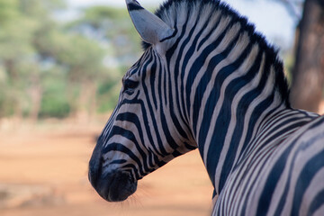 Wild african life. Close up Namibian mountain zebra in the middle of the savannah.