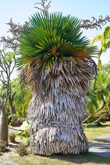 Copernicia macroglossa or Cuban Petticoat Palm, 