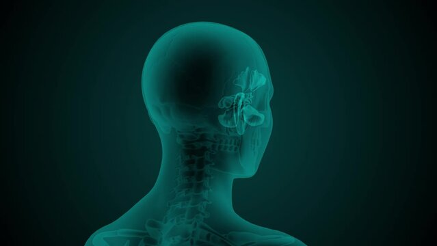 X-ray scan of the female head of with visible paranasal sinuses. Anatomically correct 3d animation on dark background