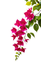 Pink bougainvillea