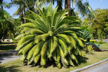 Dioon spinulosum, gum palm or Mexican dioon 