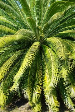 Dioon spinulosum, gum palm or Mexican dioon 