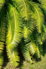 Dioon spinulosum, gum palm or Mexican dioon 