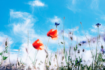 poppy field with blue sky