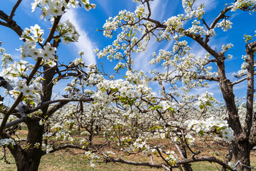 Fototapeta premium Pear flowers bloom in spring