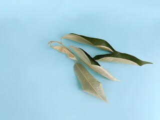 Obraz premium Hand holding dry leaves