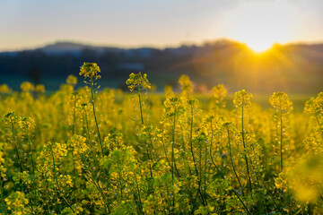 Leuchtendes schönes gelbes Rapsfeld in der Nähe von Tutzing, Bayern, Starnberger See bei...