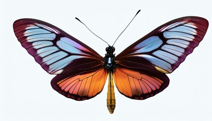 Fototapeta premium a beautifull butter fly with top shot