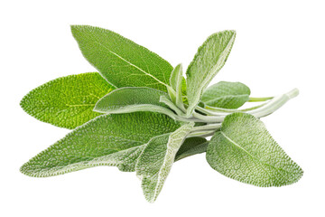 A bunch of fresh green herbs, including sage