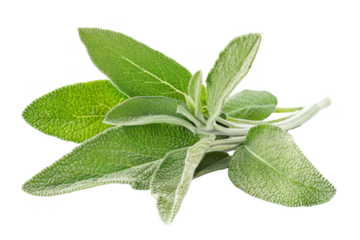 A bunch of fresh green herbs, including sage