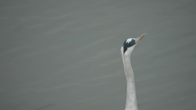 Gray Heron Head against Water, Looking Around at Lake, Close Up