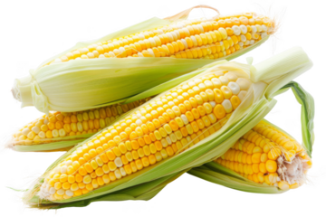 Four yellow corn cobs are piled on top of each other