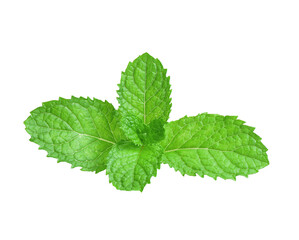 Fresh mint isolated on transparen png.