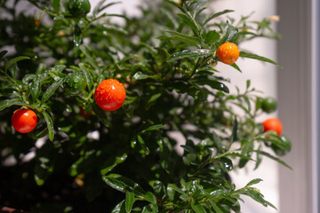 Small red berries on a branch. Close-up. Tomatoes in a pot on the window. High quality photo