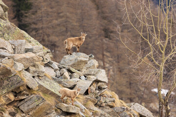 young ibexes