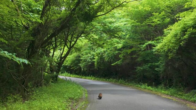 道を走るたぬきの映像