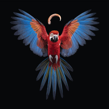 Portrait of a macaw parrot in flight. Color image of a blue-red macaw parrot on a black background.

