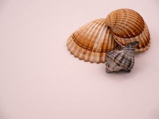 Three Seashells on a light background