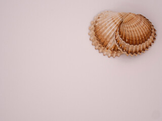 Seashells on a White Background photographed from above