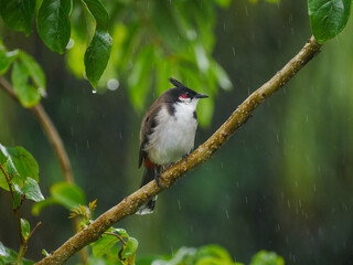 Red Whiskered Bulbul bird perching on tree during rain - Pycnonotus Jocosus 